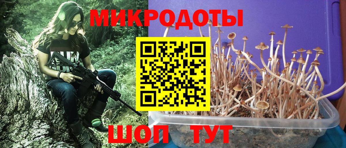 Псилоцибиновые грибы Psilocybe Георгиевск